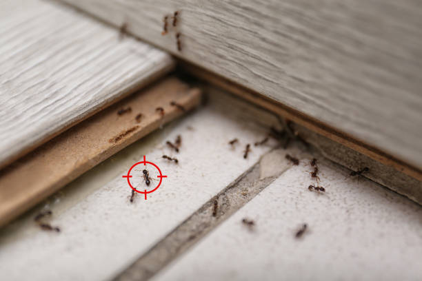 Best Wasp Removal Services  in Cedar Mill, OR