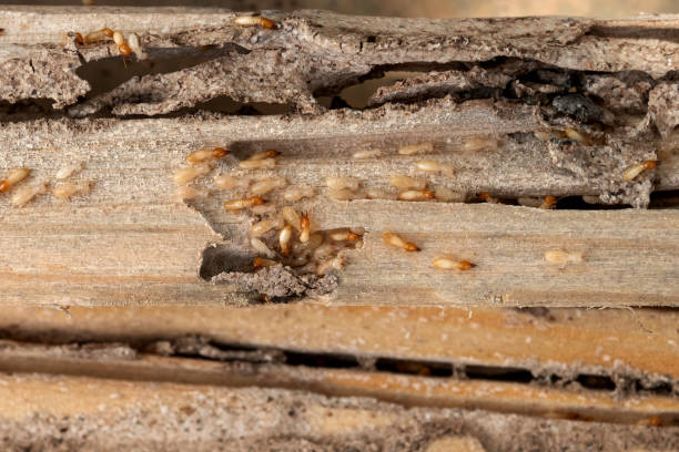 Best Pest Prevention Services  in Cedar Mill, OR